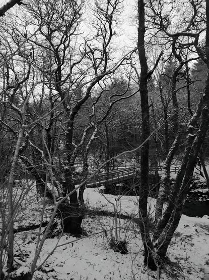 A black and white photo of a snow covered woodland walk