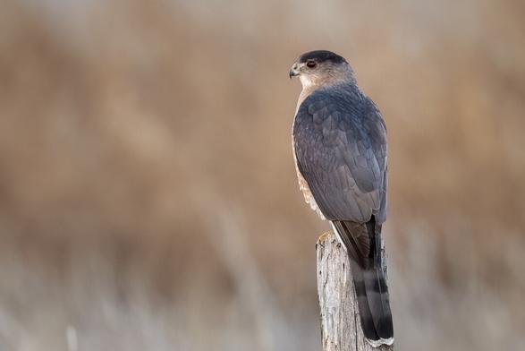 A hawk is perched on an old wooden post watching for prey. The background of the picture is blurred, warm tones. The bird is perched with its back to the camera looking to the left. It has a dark blue-grey crown which contrasts with the lighter-coloured nape. The back and upperwing coverts are blue-grey. A little of the barred rufous chest and belly feathers are visible. The tail is long, with thick alternating bands of dark and light blue-grey. The tail is white-tipped.