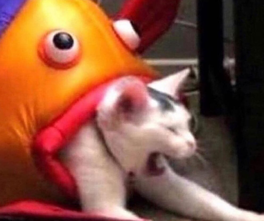 A fish cat bed that looks like it’s gobbling up a distressed cat. It’s a meme.