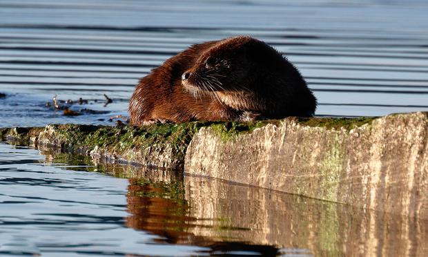 A local Otter enjoying some winter sun rays on the slipway wall near where I live. I treasure every moment of watching these beautiful animals and am thrilled if I can get a few pictures without disturbing the Otter. #OttersOfMastodon  #otter #lutralutra #furry