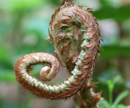 A fern frond is unwinding itself into a lopsided spiral shape. The frond is covered with thick brown woolly hairs.