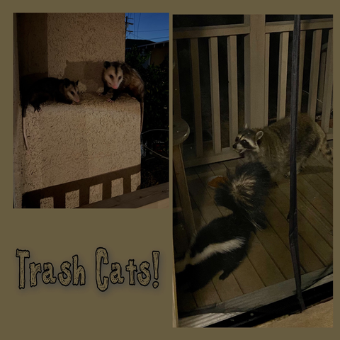 An olive green background with two photos. One is of two opossums perched above a porch. The other is a raccoon and skunk eating cat food on the same porch. Text overlaid reads, “trash cats!”