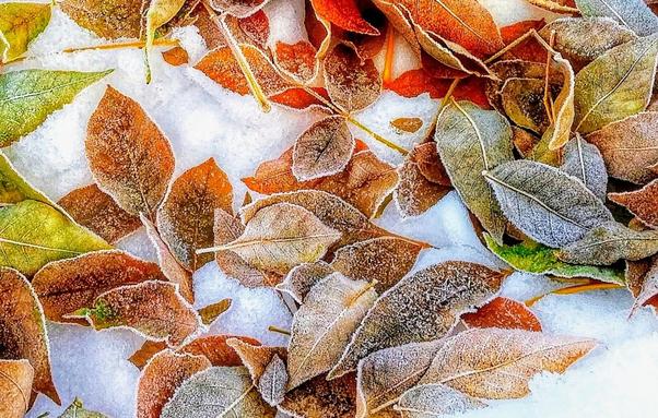 Frosted fallen Autumn leaves on the snow.