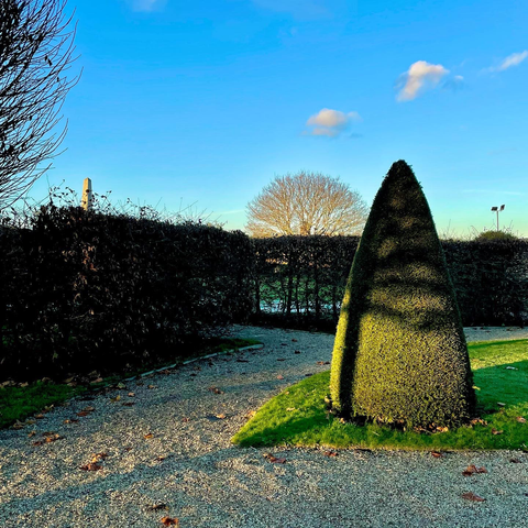 Cone-shaped shrubbery with tree shadow cast by golden light of setting Sun. Carefully cut hedge rows in the background. A tree and Wellington Monument obelisk in distance. Blue sky with a tiny cloud.