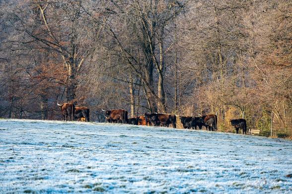 Eiszeitliches Wildgehege Neandertal