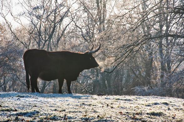 Eiszeitliches Wildgehege Neandertal