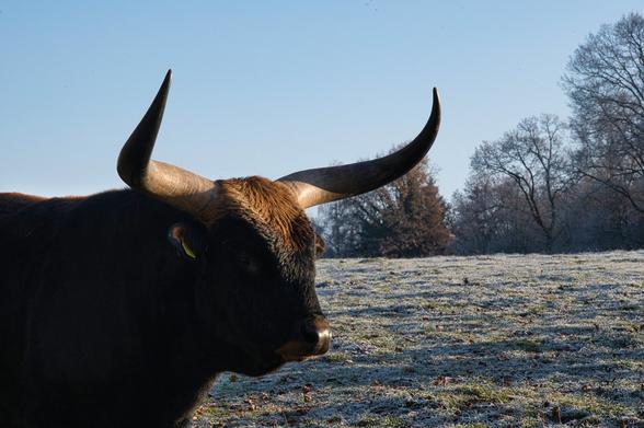 Eiszeitliches Wildgehege Neandertal