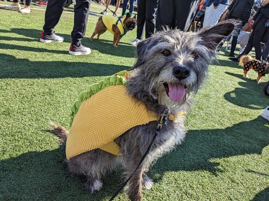 dog dressed as a taco