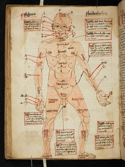Drawing of the 'vein man' with descriptions of veins suitable for blood-letting 

Cambridge, Trinity College MS O.9.31
https://www.cam.ac.uk/sites/www.cam.ac.uk/files/shorthand/233781/zgELFiwDWO/assets/2tl1gBZSbl/o-9-31_070_o-9-31_1-f029v-jp2-750x1003.webp
