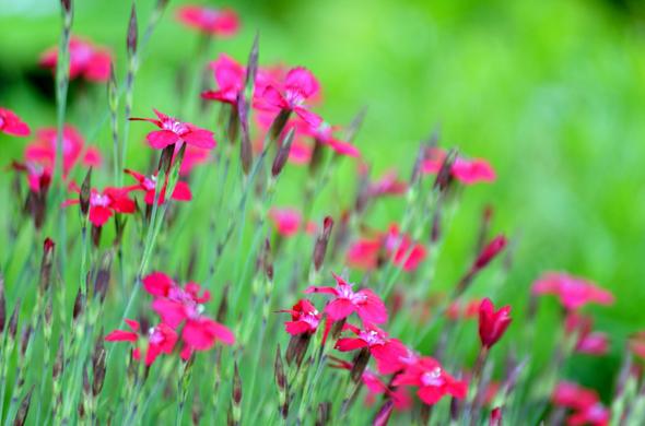Blumen, seitlich fotografiert