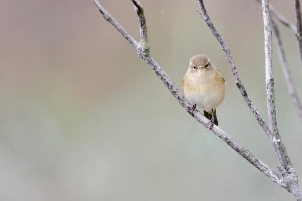 © 2022 - Jonas Emmertz

A Common chiffchaff sitting perched on a twig. Fluffy in the cold, and staring straight into the camera.