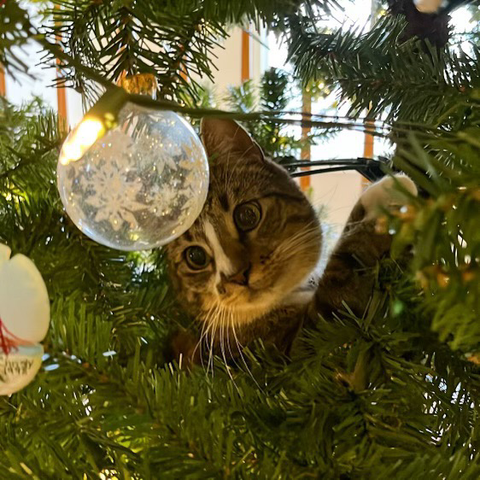 Bruno, our cat, eyes a glass ornament from inside our Christmas tree.
