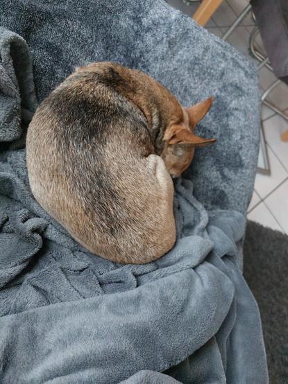 Chihuahua liegt eingerollt mit Decke auf dem Sofa