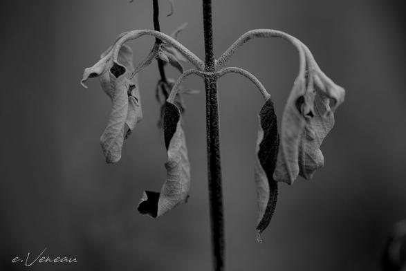 Gray sage leaves hanging from a stem