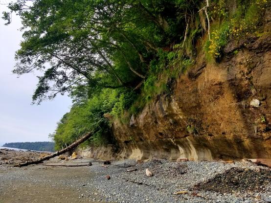 Beach with exposed sandy, fossil filled cliffside, with trees overhanging.