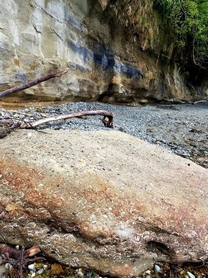 Rocky beach.  Big sand toned boulder in front, filled with shell fossils.  Exposed cliff side, in background.