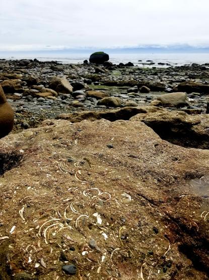 Sand toned boulder, filled with shell fossils.  Rocky beach & ocean in the background.
