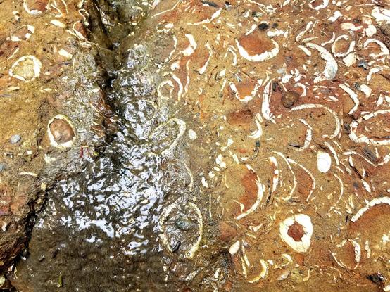 Close up of boulders with shell fossils in them.