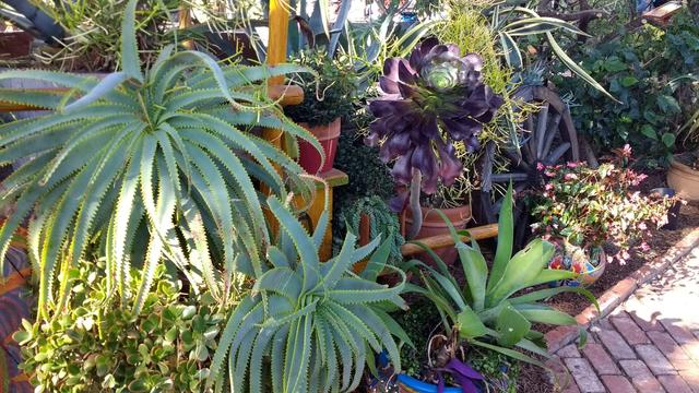 Various sun lit succulents in bright green, yellow and purple colors. A red brick pathway is in the foreground.