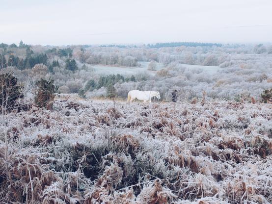 White horse in ashdown forest
