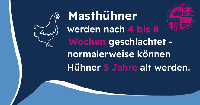 Grafik mit Text: "Masthühner werden nach 4 bis 8 Wochen geschlachtet - normalerweise können Hühner 5 Jahre alt werden."