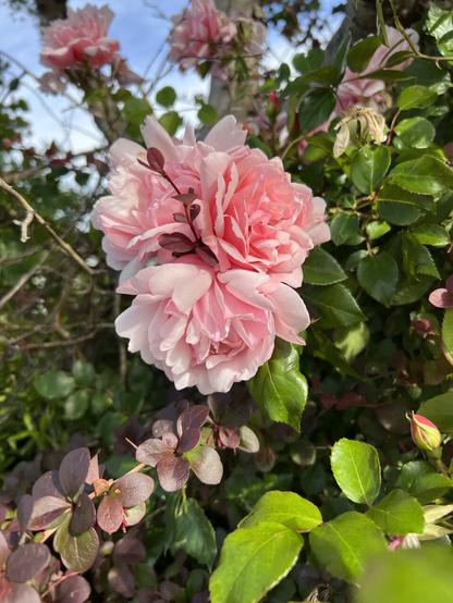 Sweet smallish old fashioned roses in pink apricot clusters with bright pink buds that smell of apple. These on a backdrop of their small bright green leaves and bronze ones too.  It’s name is Albertine and it is prickly.