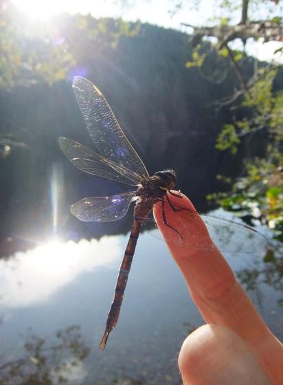 A dragonfly on index fingertip.  With waters in background.