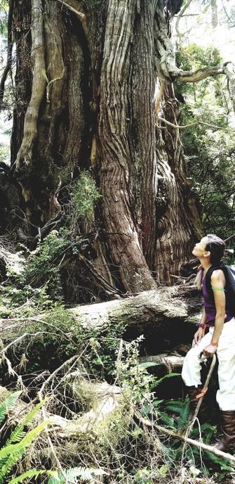 I'm standing to the lower right, wearing purple tank top, green armband & gray backpack at the base of a giant red cedar tree.  I'm looking upwards, towards the canopy.