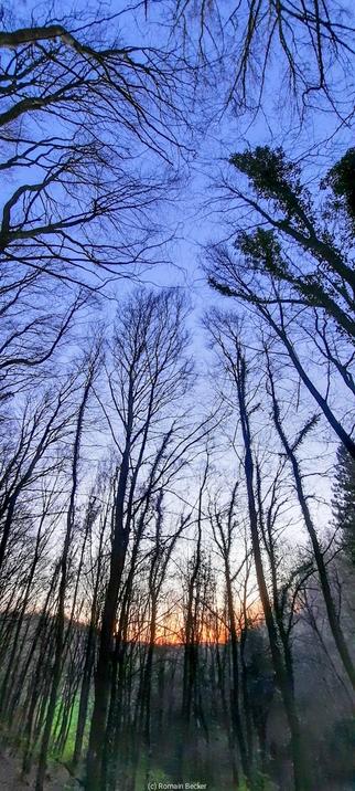 A sunrise on the horizon is seen through a forest.