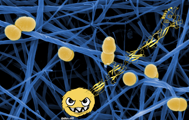 Cartoon of a yellow grim-looking bacterium with a ribbon diagram of a long protein on its surface. The background shows a false-colour electron microscopy image of yellow bacteria adhering to blue fibrin fibrils.