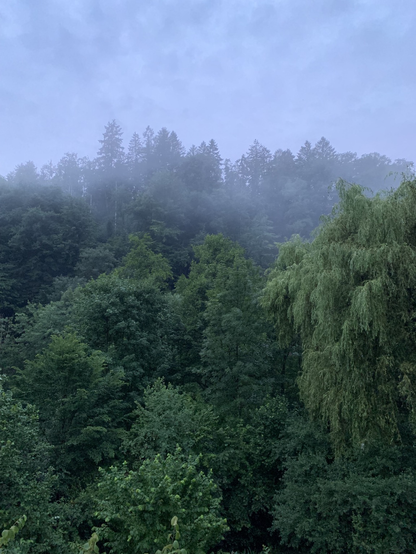 Trees and foggy sky