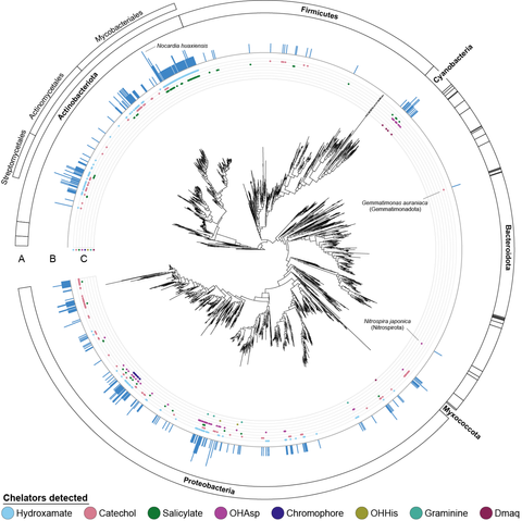 Figure 4. NRP metallophore biosynthesis, mapped to the Genome Taxonomy Database (GTDB) phylogenetic tree. Ring A: Phylal divisions. Key phyla are labeled, as well as Actinobacteriota orders mentioned in the text. Ring B: The number of NRP metallophore BGCs detected in each genome. Nocardia huaxiensis contained four putative BGCs, the most detected in any genome. Ring C: Chelator biosynthetic pathways detected in each genome. Center: The GTDB species tree (version r207), pruned to complete RefSeq representative genomes. Annotations were mapped to the phylogenetic tree using iTOL v6.6.