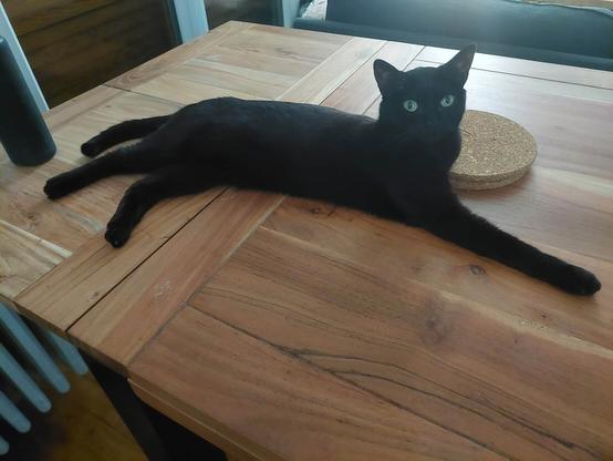 Small black cat lounging on a table.