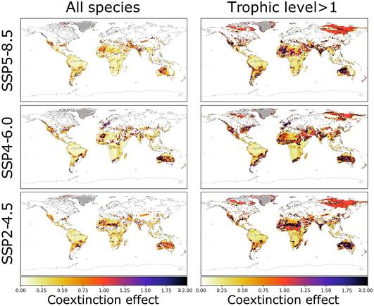 A graph showing the coextinction effect by 2050.
Caption for the figure taken from the paper: "This is quantified as the percentage increase in diversity loss in the coextinction scenario compared to the reference (primary extinctions only) scenario. To ease visualization and comparisons, we set the maximum value of the color bar to 2 (i.e., 200% increase), but black pixels indicate all values ≥ 200%."
