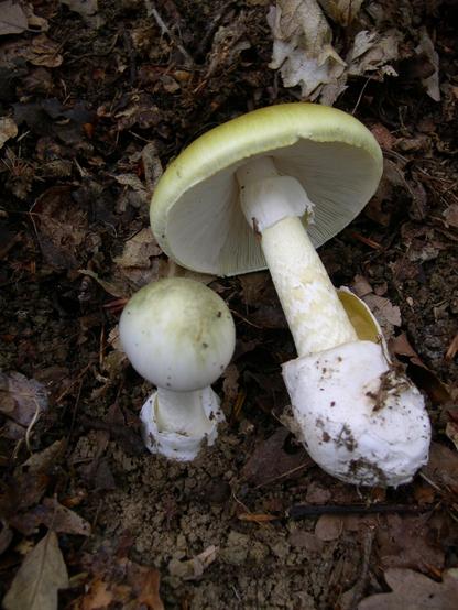 https://es.wikipedia.org/wiki/Amanita_phalloides