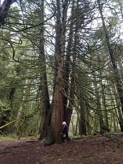 A family grouping of old growth giant red cedar trees.  I'm standing at the base & am tiny in comparison.