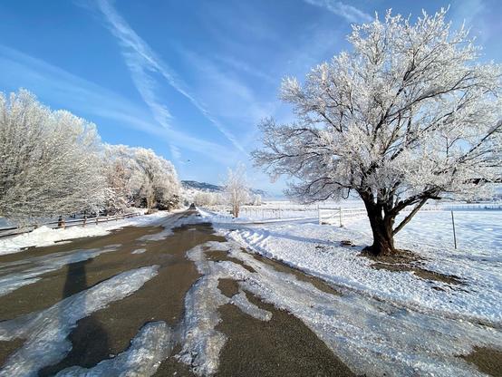 Snowy/icy landscape of an icy road stretching into the distance with a snowy field and a frosty tree on the right side and more frosted trees to the right. The sky is light blue with some contrails.