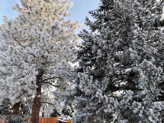 Two different pine trees that are coated with frozen fog, so they look like they have been flocked . One tree has long needles, and the other pine tree has short needles.