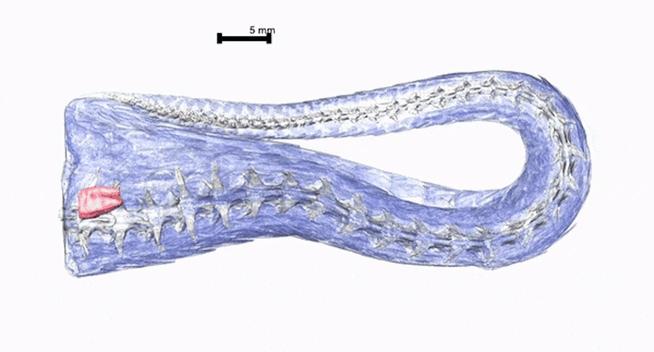 An animated 3D reconstruction of internal anatomy if a snake. The snake clitoris is a heart-shaped structure in the tail. Folwell et al.