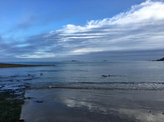 Front de mer avec bernaches sur l’eau