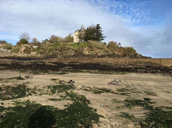 Plage ensoleillé avec bernaches