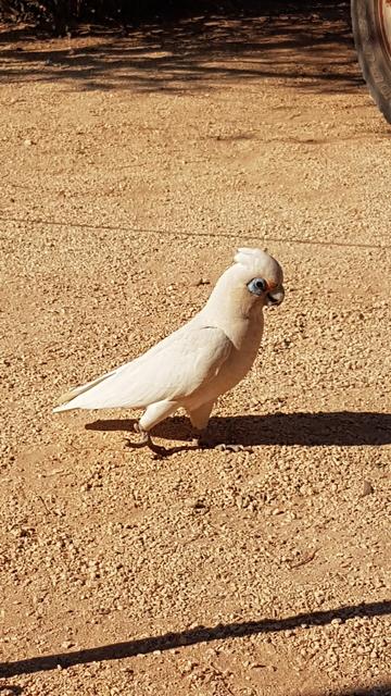 A Little Corella saunters into a camp. It is walking on a gravel surface with a reddish brown colour typical of Cape Range national Park.