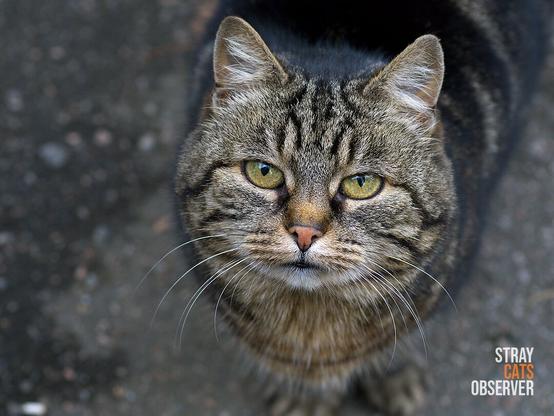 Close up portrait of a tabby cat from above