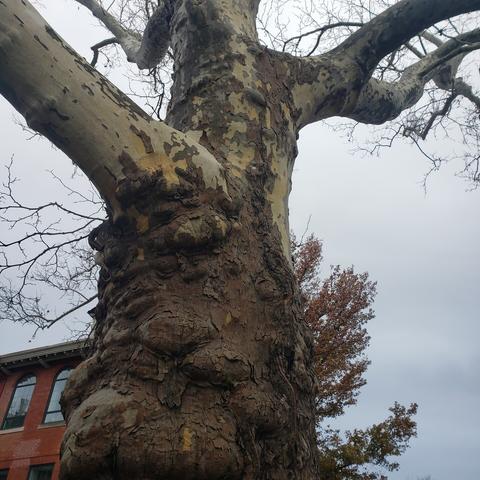 A very large tree with both lighter birch-like bark and darker bark rising into a cloudy sky. The tree is knottier towards the bottom and splits into several thick branches towards the top; all its leaves are gone. In the background, the corner of a red brick building and the leaves of another tree are visible.