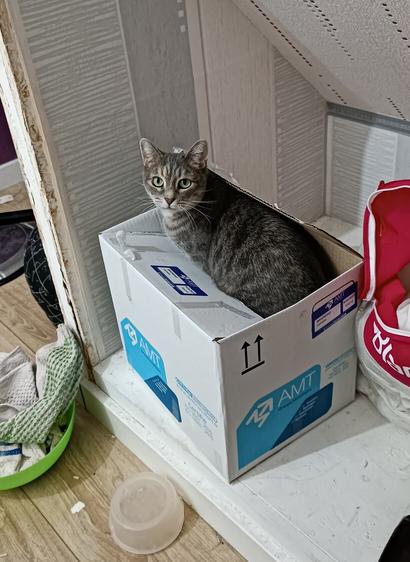 Jivana, mon chat, bien installée dans un carton de déménagement, et qui me regarde comme si elle s'était fait prendre en flagrant délit de grosse bêtise.