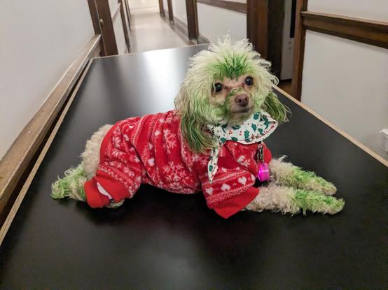 Smol doggo being a good boi lying on a table wearing a tiny Christmas onesie who's hair is partially dyed green.