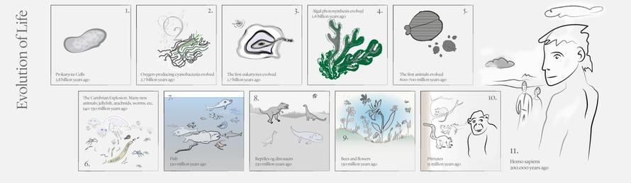 Series of drawings showing important milestones in the evolution of life.