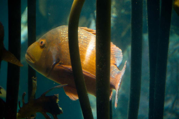 Red Roman fish, orange, in between kelp