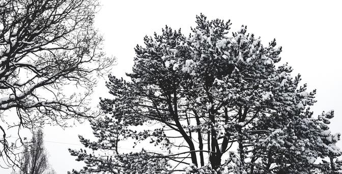 Snow covered trees on my street.