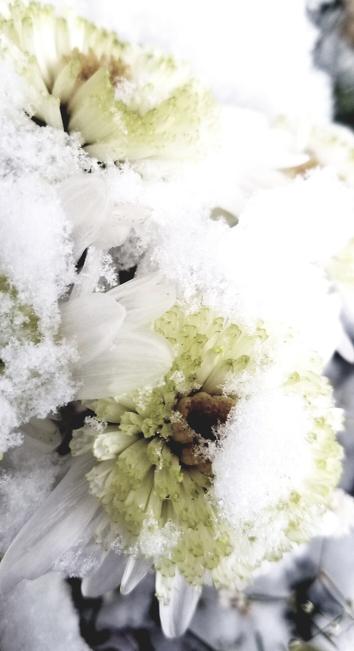 Snow covered flowers.